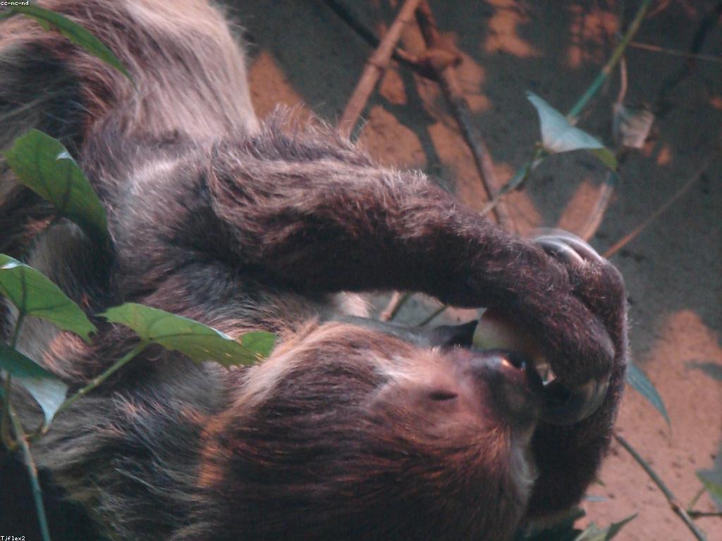 បទពិសោធន៍ឯកទេសនៅកន្លែងលេងស្លត